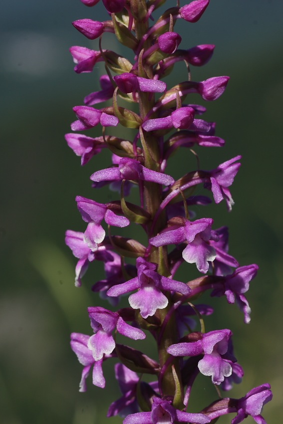 Orchidee dellAppennino pistoiese